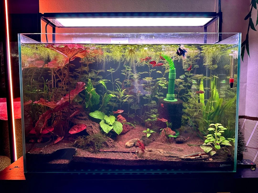 Shrimp tank